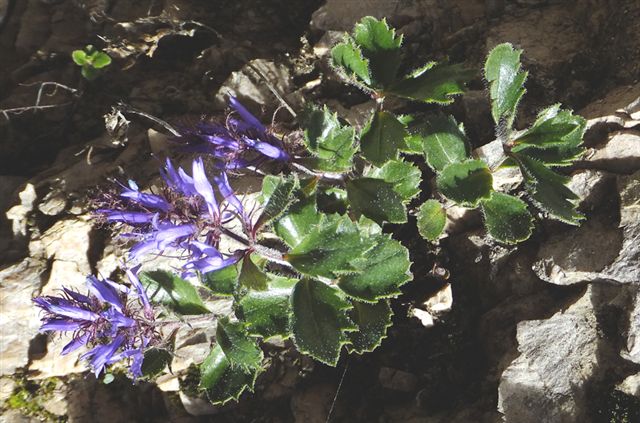 Paederota bonarota